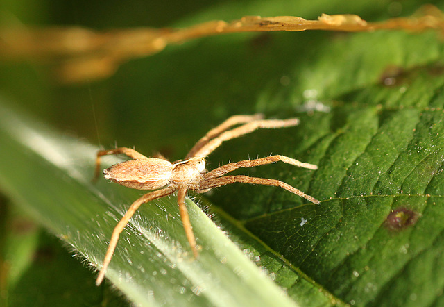 Young Nursery Web