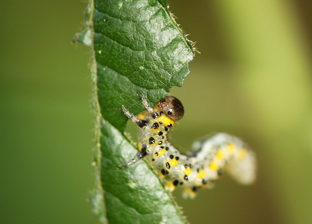 S is for Sawfly Larva