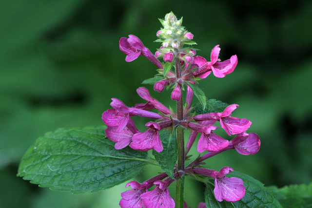 Great Hedge Nettle