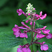 Great Hedge Nettle