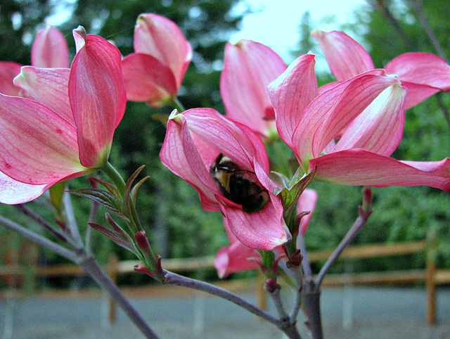 Bumble Bee in a Dogwood Flower