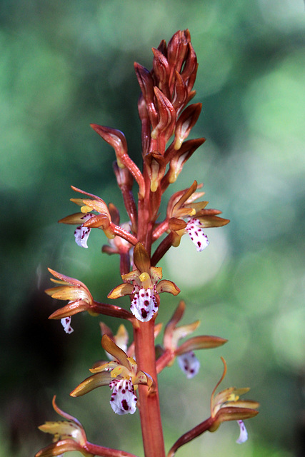 Corallorhiza maculata var. occidentalis