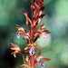 Corallorhiza maculata var. occidentalis