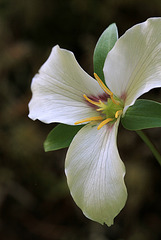 Western Trillium