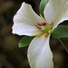 Western Trillium