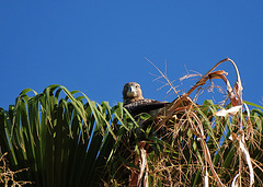 Cooper's Hawk in a Palm Tree