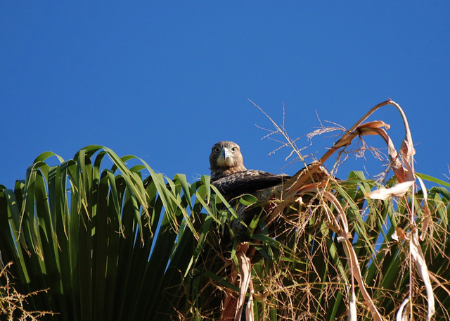 Cooper's Hawk in a Palm Tree