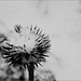 Snow on the Coneflower Remnant