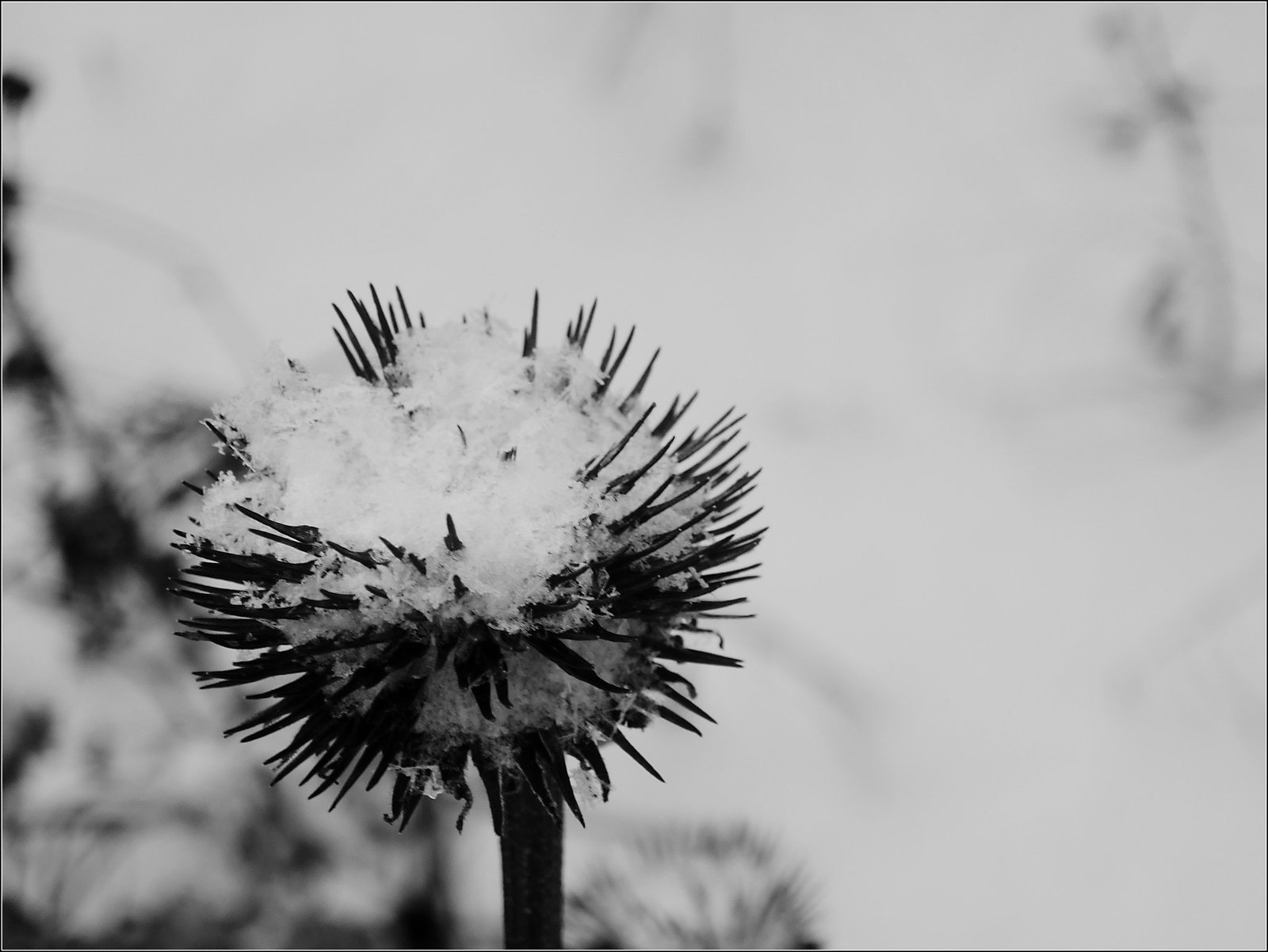 Snow on the Coneflower Remnant