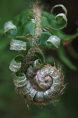 Uncoiling Fern Frond