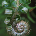 Uncoiling Fern Frond