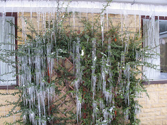 Icicles