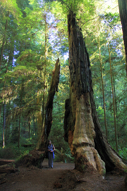 Old Redwood