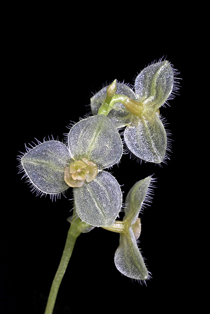 Stelis hirtella