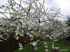 Plum blossom in the orchard