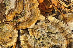 Turkeytail in the Straw – Greenbelt, Maryland