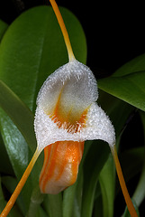 Masdevallia ampullacea