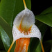 Masdevallia ampullacea