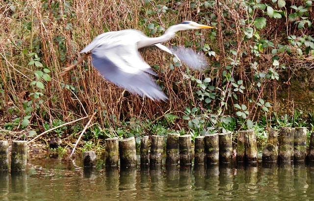 heron, victoria park, london