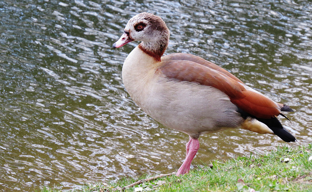 duck, victoria park, london