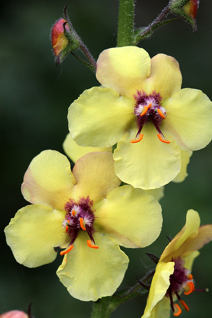 Moth Mullein