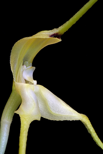 Masdevallia naevia