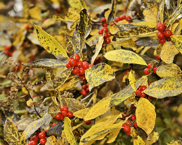 Autumn Berries – Fern Valley, National Arboretum, Washington D.C
