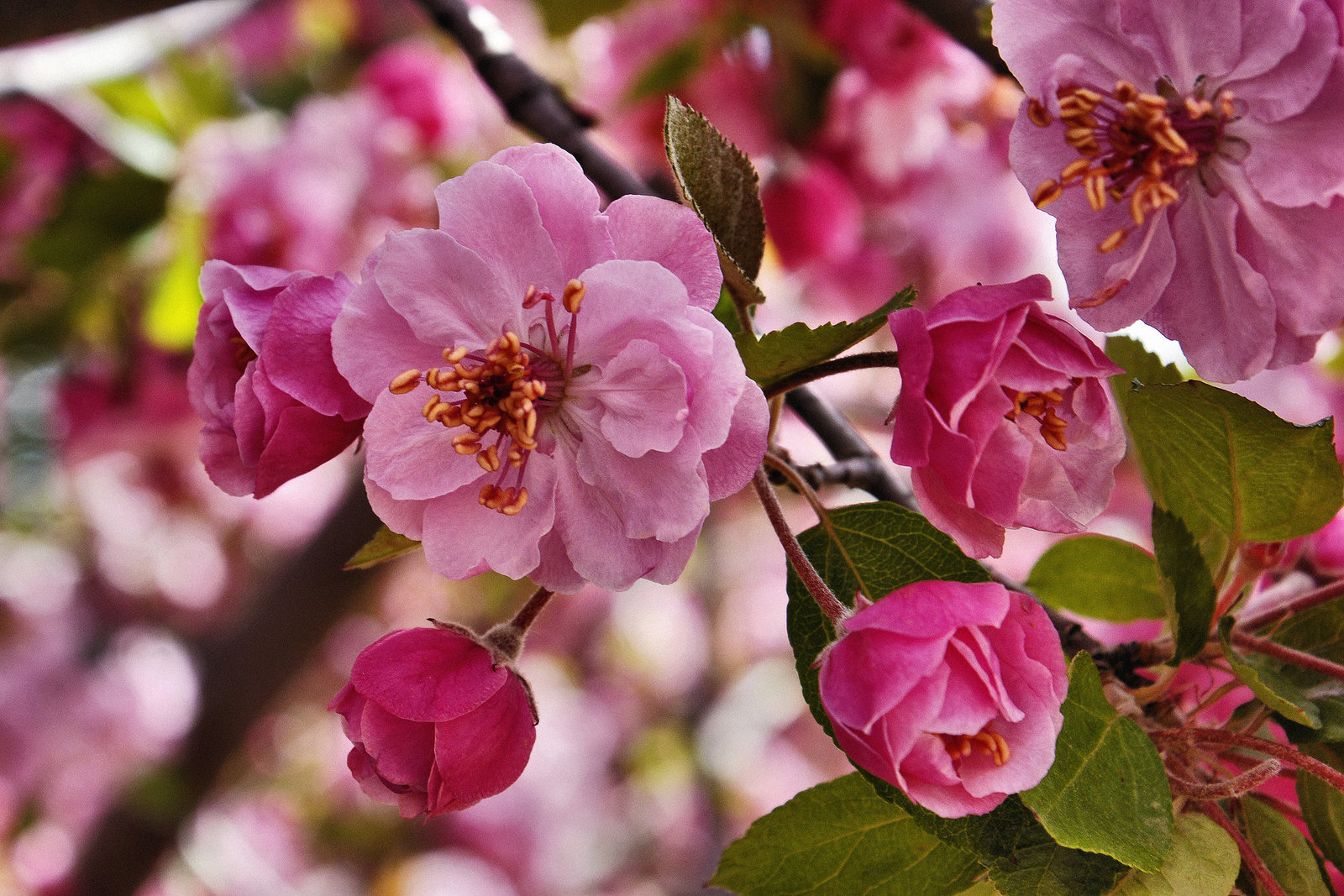 "Brandywine" Crabapple Blossoms – Botanic Gardens, Denver, Colorado