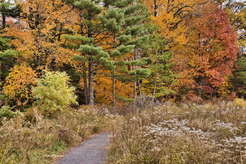 Where the Prairie Meets the Forest – Fern Valley, National Arboretum, Washington D.C