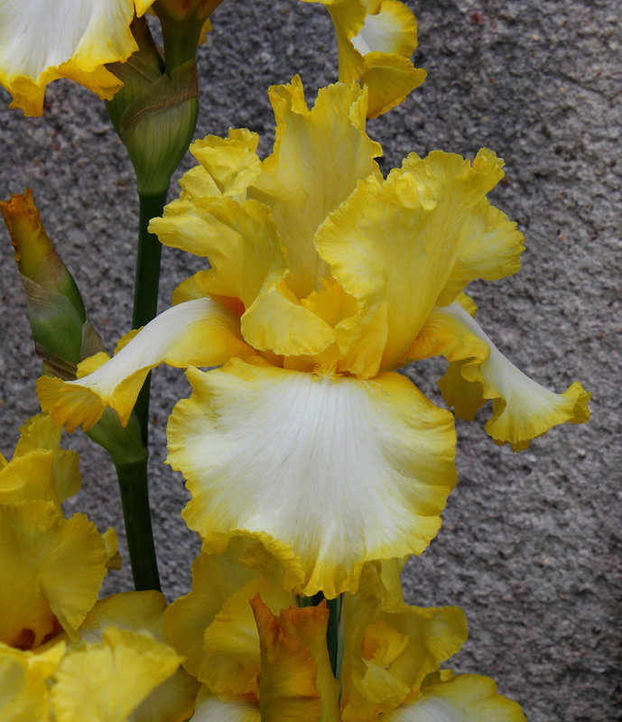 Iris jaune