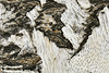 Birch Bark – Botanic Gardens, Denver, Colorado