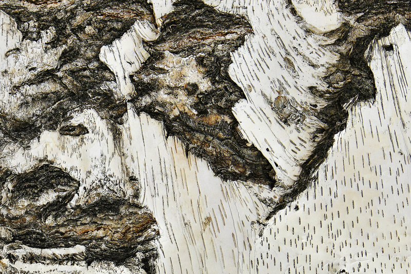 Birch Bark – Botanic Gardens, Denver, Colorado