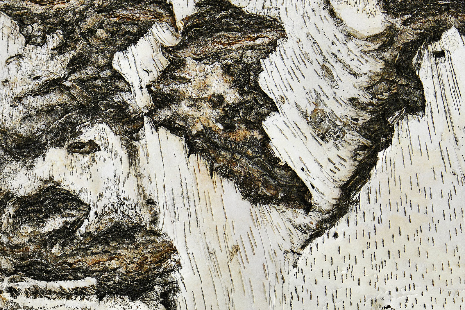 Birch Bark – Botanic Gardens, Denver, Colorado