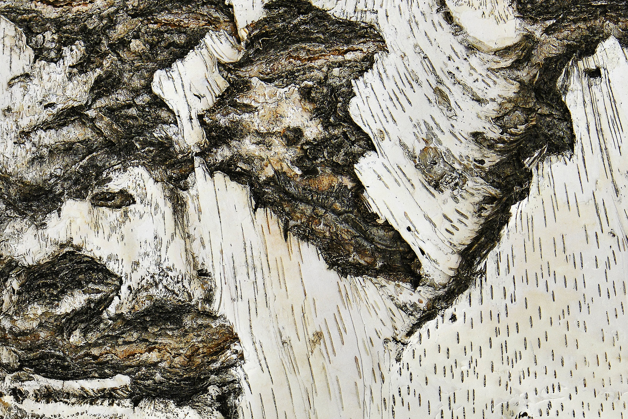 Birch Bark – Botanic Gardens, Denver, Colorado