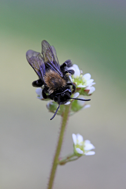 Bee on Saxifrage