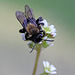 Bee on Saxifrage