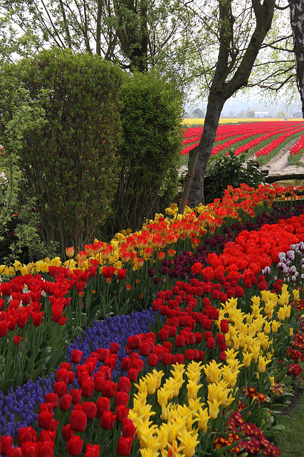 Endless Tulips