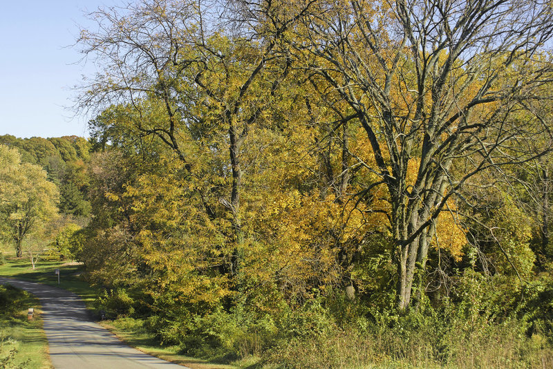 Autumn on Hickey Lane – National Arboretum, Washington D.C