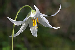 Oregon Fawn Lily