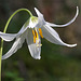 Oregon Fawn Lily