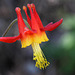 Sitka Columbine