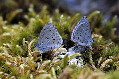 Spring Azure Butterflies