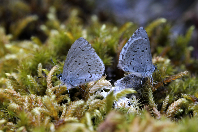 Spring Azure Butterflies