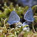 Spring Azure Butterflies