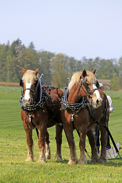 71st International Plowing Match