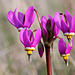 Few-Flowered Shooting Star