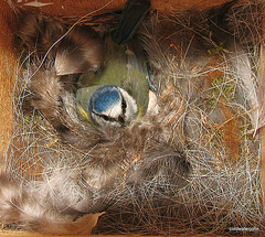 Nesting Bluetit