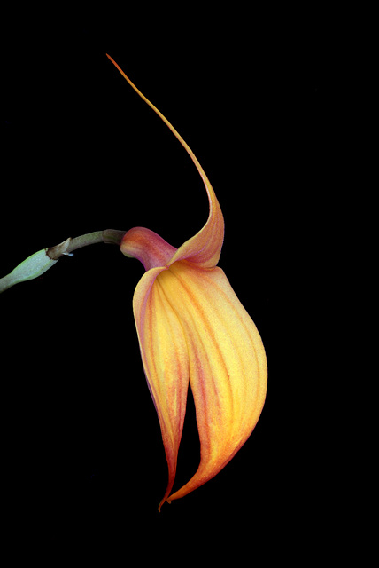 Masdevallia Redwing