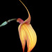 Masdevallia Redwing