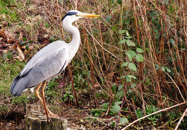 parked heron